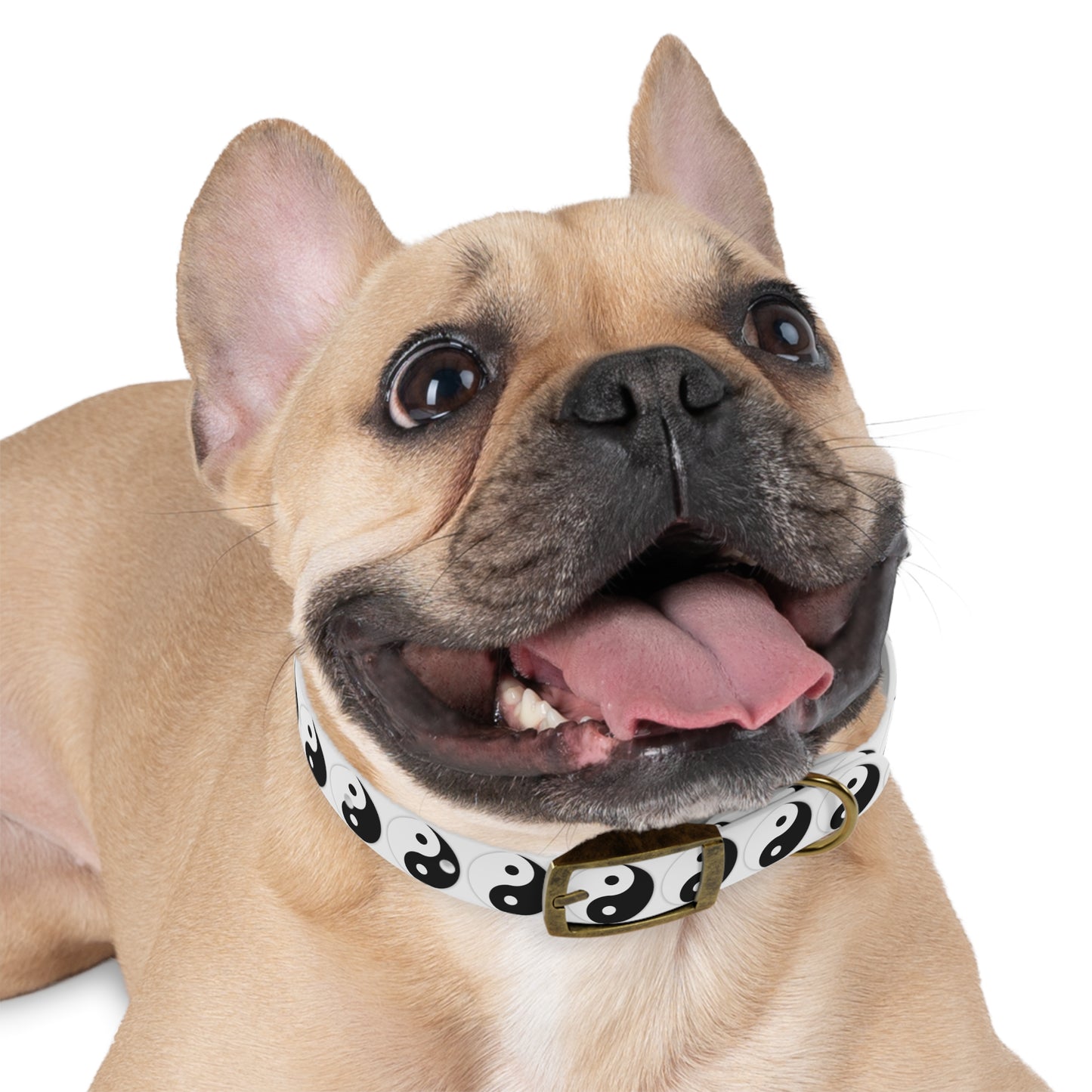 Yinyang Effect Dog Collar - Balance and Style
